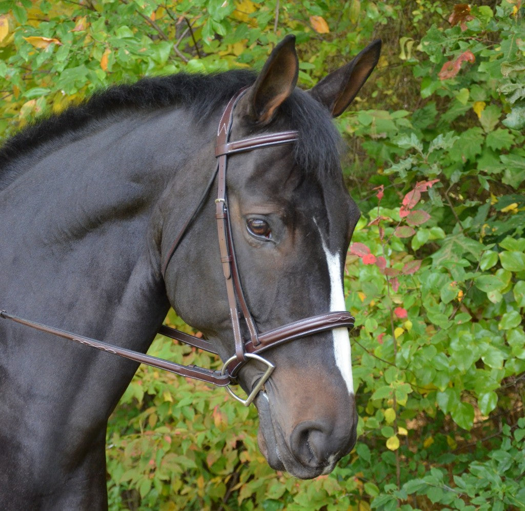 Black Oak Cyprus Hunter Bridle & Reins
