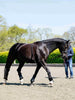 Rope Lunging Aid - Black