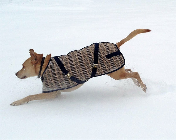 Foggy Mountain Dog Coats - Baker Dog Turnout Blanket - Quail Hollow Tack