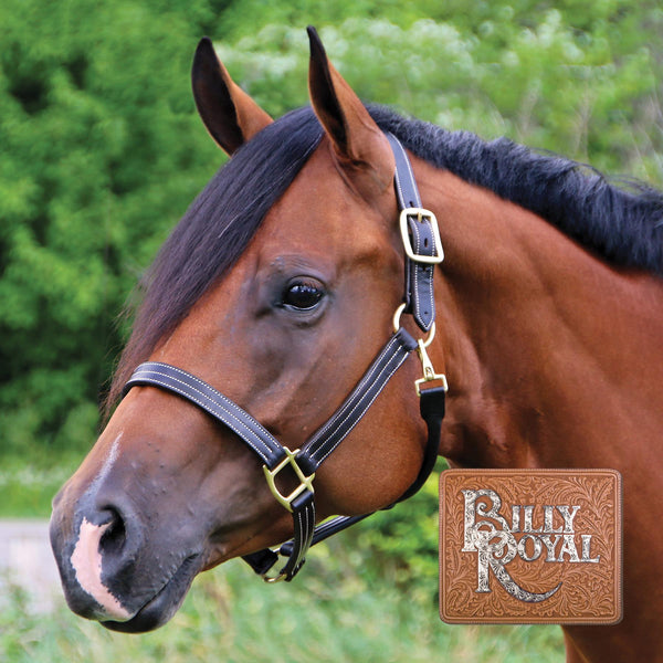 Billy Royal - Keeneland Leather Halter - Quail Hollow Tack
