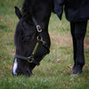 Billy Royal - Keeneland Leather Halter - Quail Hollow Tack