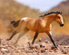 Buckskin Blanket Appaloosa