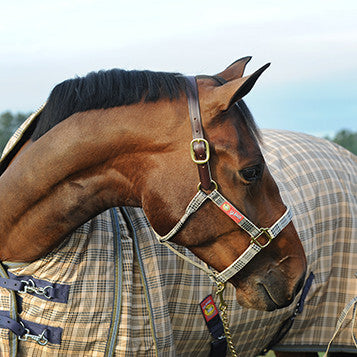 Curvon - Baker Leather Crown Halter - Quail Hollow Tack