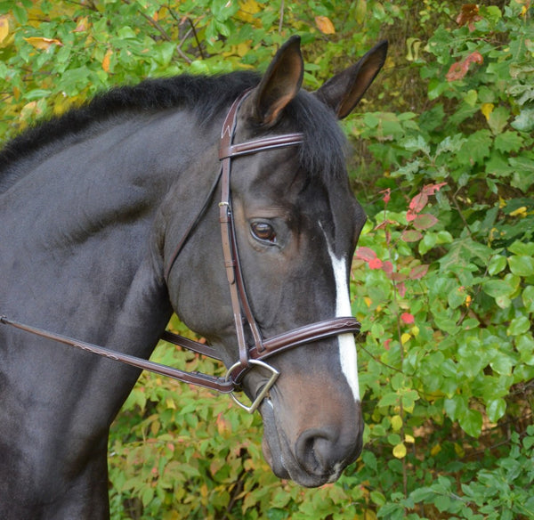 Black Oak Cyprus Hunter Bridle & Reins