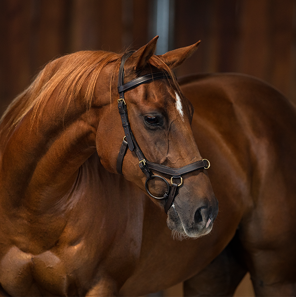 Micklem - Rambo Micklem Multibridle with Reins - Quail Hollow Tack
