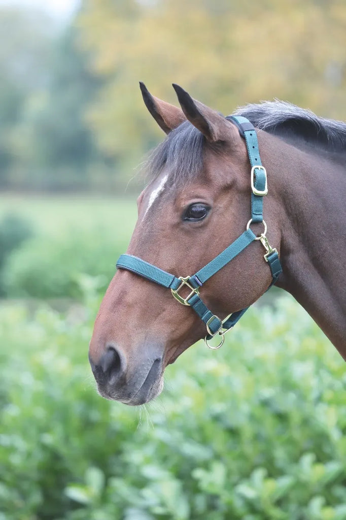 Topaz Padded Breakaway Halter