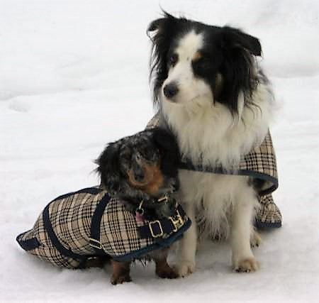 Foggy Mountain Dog Coats - Baker Dog Turnout Blanket - Quail Hollow Tack